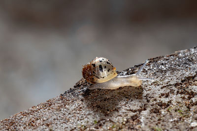 Close-up of lizard on rock