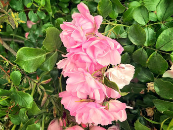 Close-up of pink rose plant