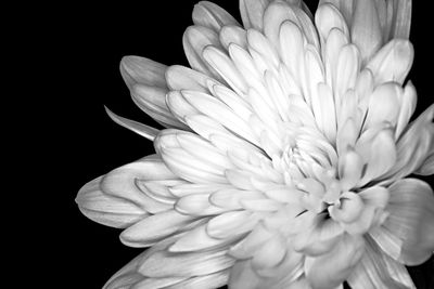 Close-up of flower against black background
