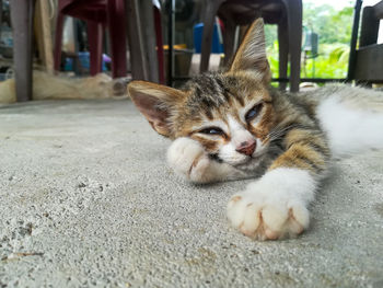 Portrait of cat resting