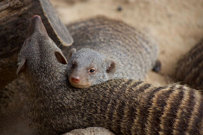 Close-up of mongoose 