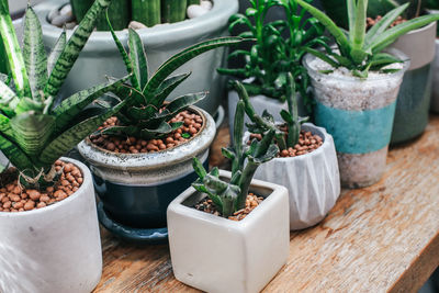 Potted plants on table