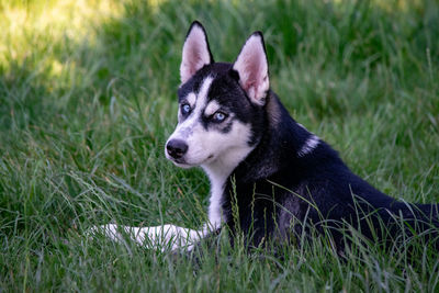 Dog looking away on field