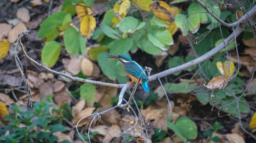 Close-up of bird perching on a tree