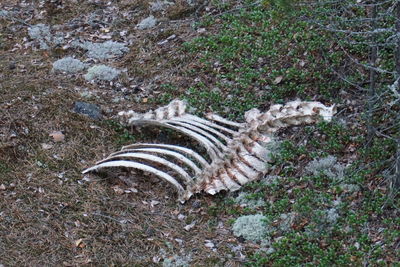 High angle view of snake on grass