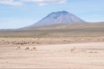 Flock of vicuña on a land