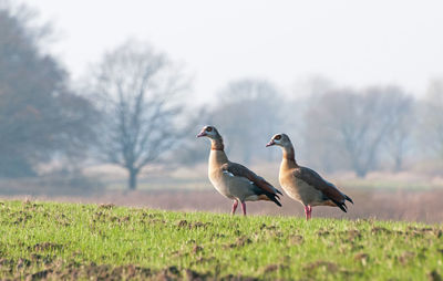 Birds perching on a field