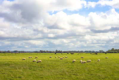 Flock of sheep on grassy field against sky