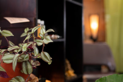 Close-up of potted plant on table at home