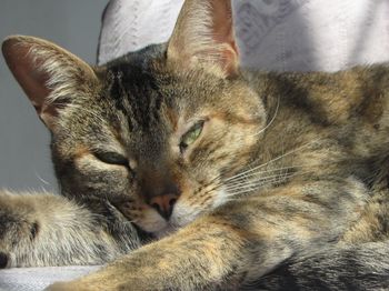 Close-up portrait of cat