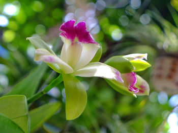 Close-up of purple flowering plant