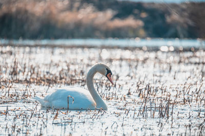 Swan in lake