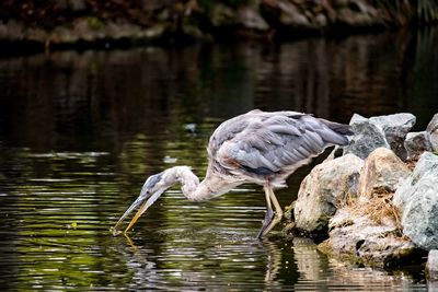 View of a bird drinking water