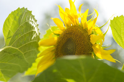 Close-up of yellow sunflower on plant