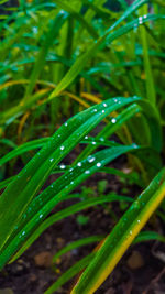 Close-up of water drops on grass