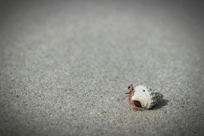 Close-up of crab on sand