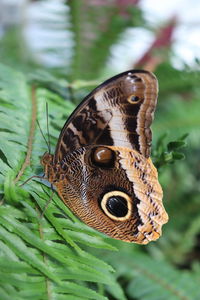 Close-up of butterfly