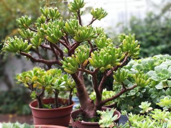 Close-up of fresh green plant