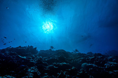  view of divers underwater