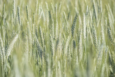 Close-up of wheat growing on field