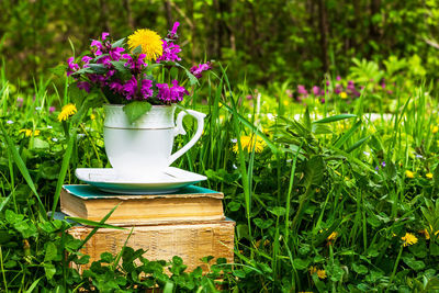 Close-up of potted plant on field