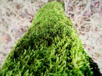 High angle view of moss on grass