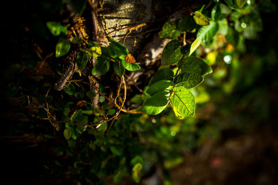 Close-up of fresh green leaves