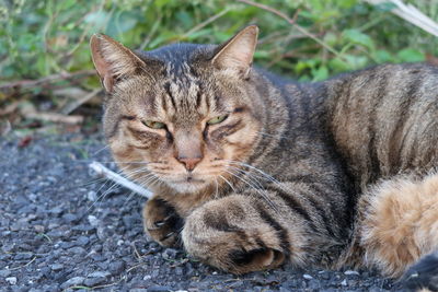 Close-up portrait of cat relaxing outdoors