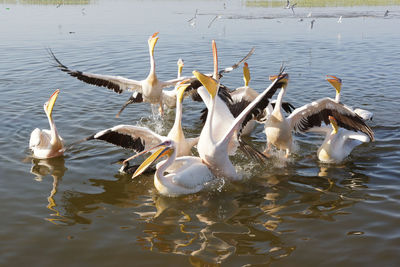Swans swimming in lake