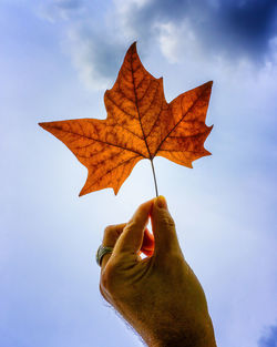 Cropped hand of man holding maple leaf against cloudy sky