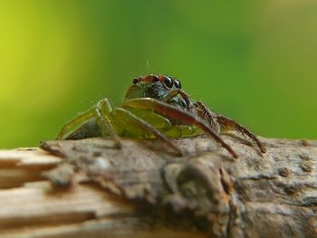 Close-up of insect on wood