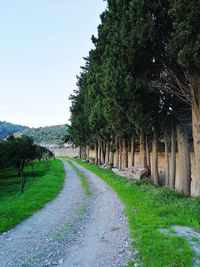 Road amidst trees on field against clear sky