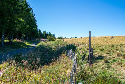 Trees on field against clear blue sky