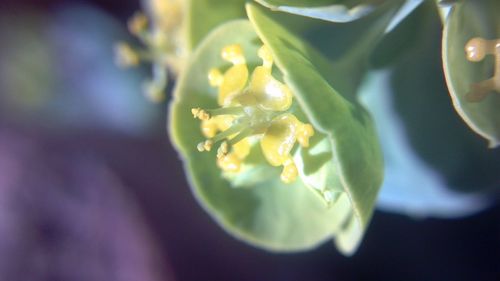 Close-up of plant