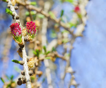 Close-up of purple flowering plant