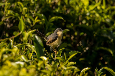 Close-up of bird perching on plant