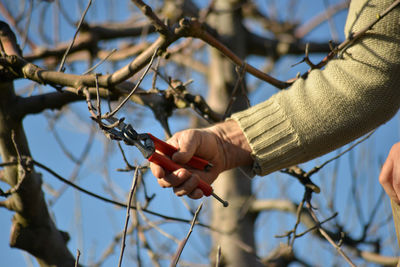 Cropped hand of man pruning branch with shears