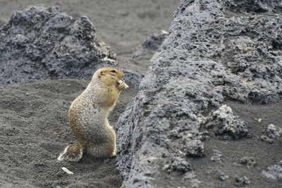 Lizard on rock