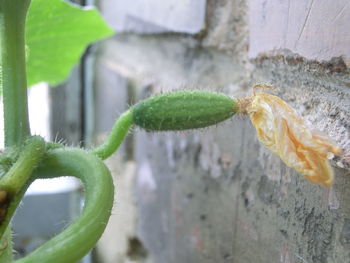 Close-up of succulent plant