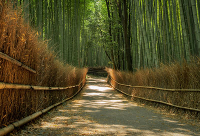 View of bamboo trees in forest