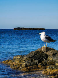 Seagull perching on rock by sea against sky