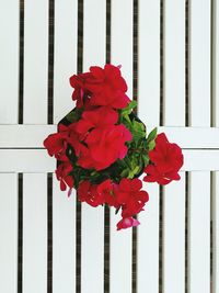 Close-up of red flowers against window