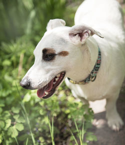 White dog breed jack russell terrier in the garden
