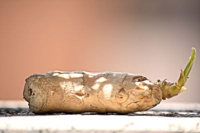 Close-up of bread on table against gray background