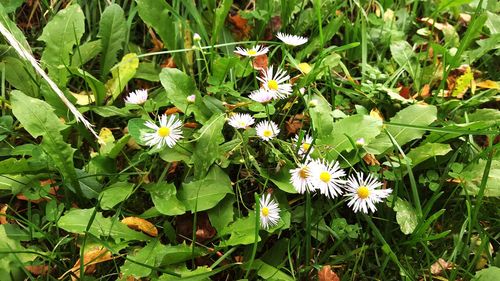 Close-up of white flowers blooming outdoors