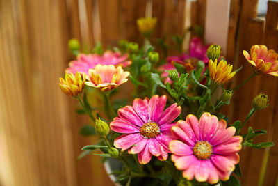 Close-up of pink flowering plants