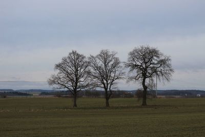 Bare trees on field against sky