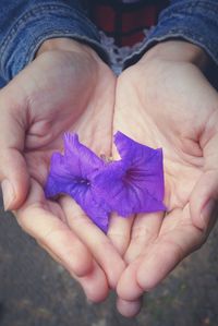 Close-up of hand holding purple flower