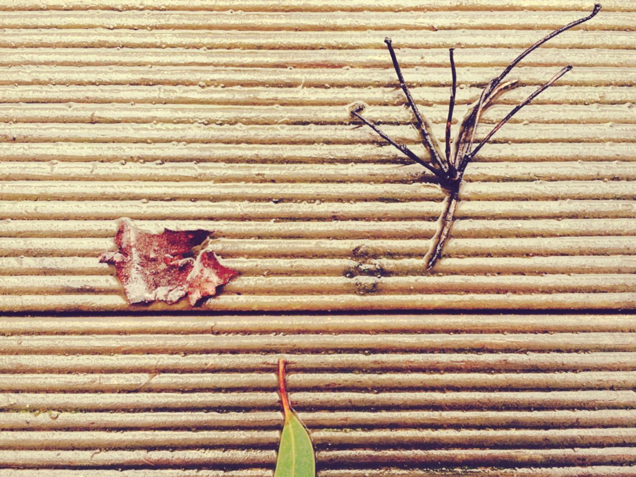 leaf, close-up, wood - material, plant, dry, freshness, no people, nature, day, high angle view, insect, green color, outdoors, food and drink, plank, stem, food, wall - building feature, textured