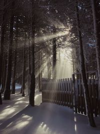 Trees in forest during winter